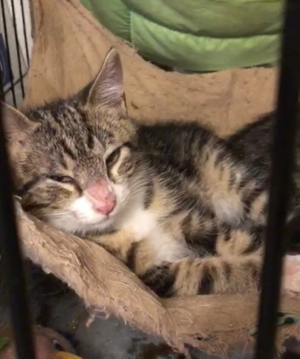 Малыши болели лишаем