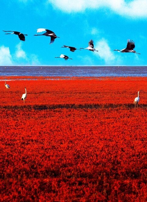 Красный пляж