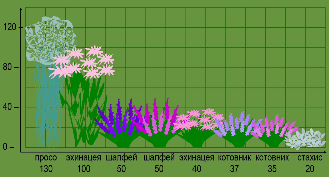 Схема посадки котовника