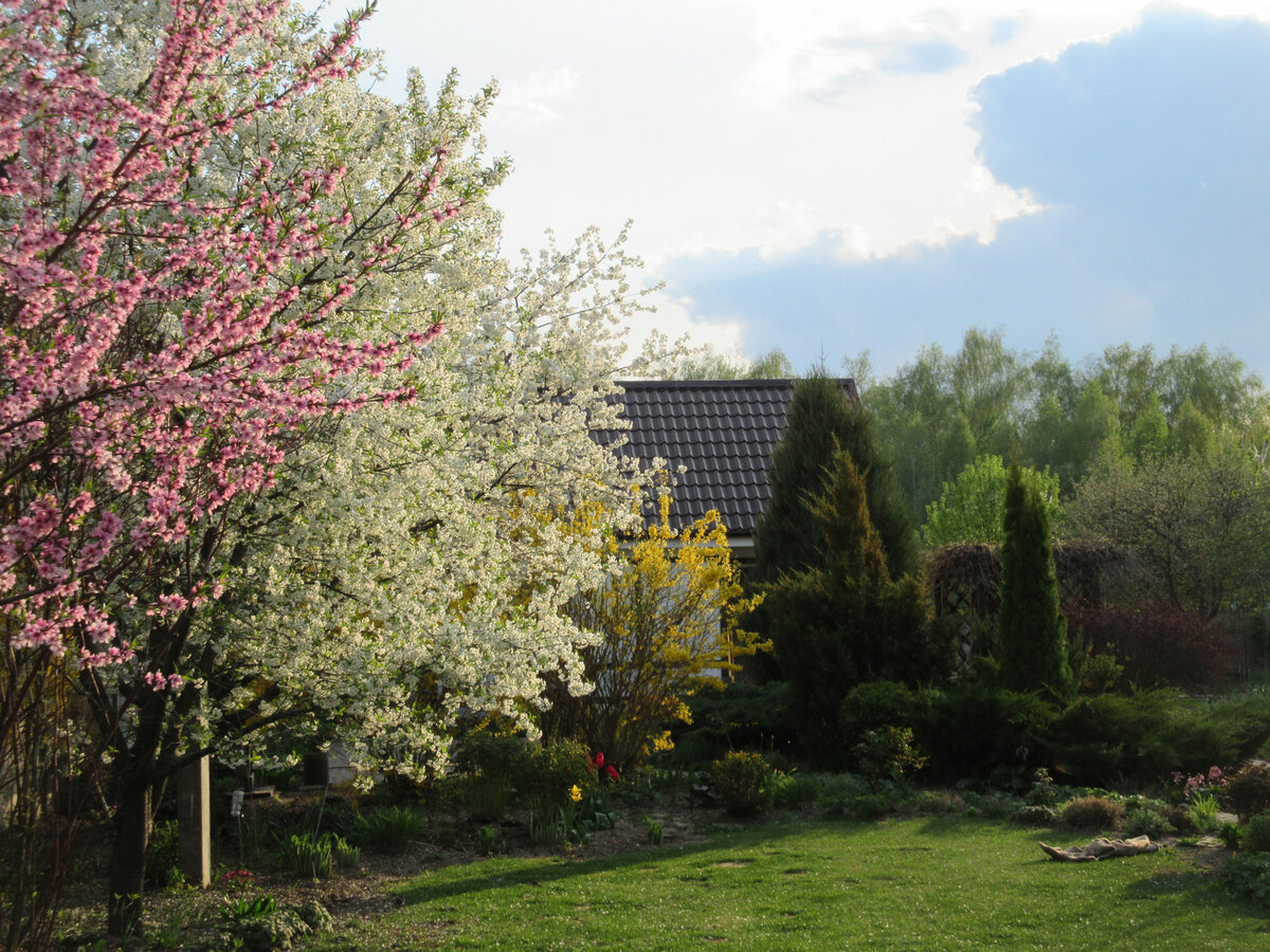 2019г. Цветут персик, вишни и форзиция