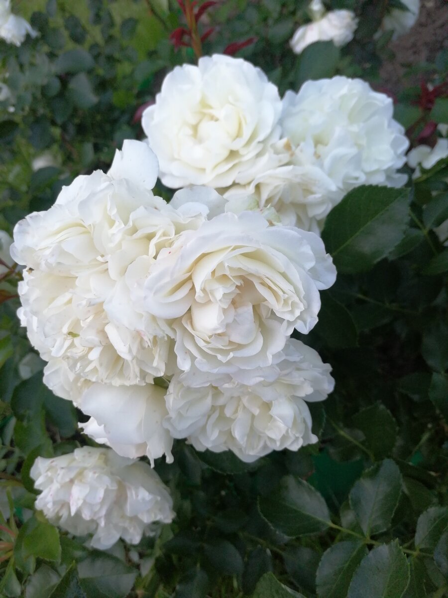 мускусный гибрид Prosperity/Просперити, фото автора