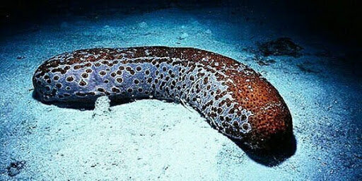 Морской огурец