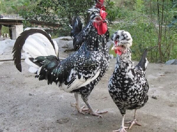 Гудан. Источник https://www.google.ru/imghp