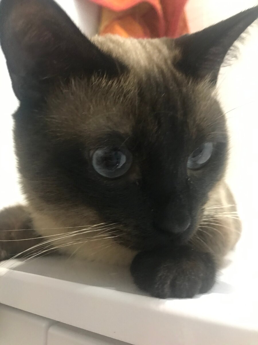 Маркиз-царь)))