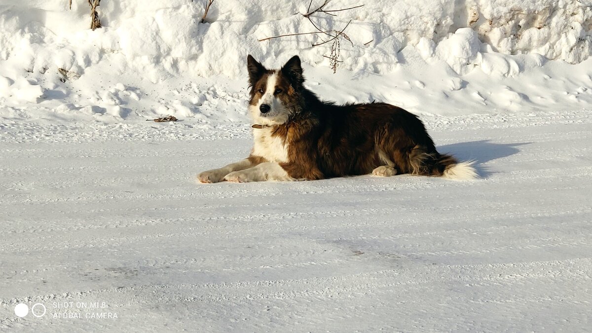 Но Мейсона мы  нашли, достали  из сугроба,