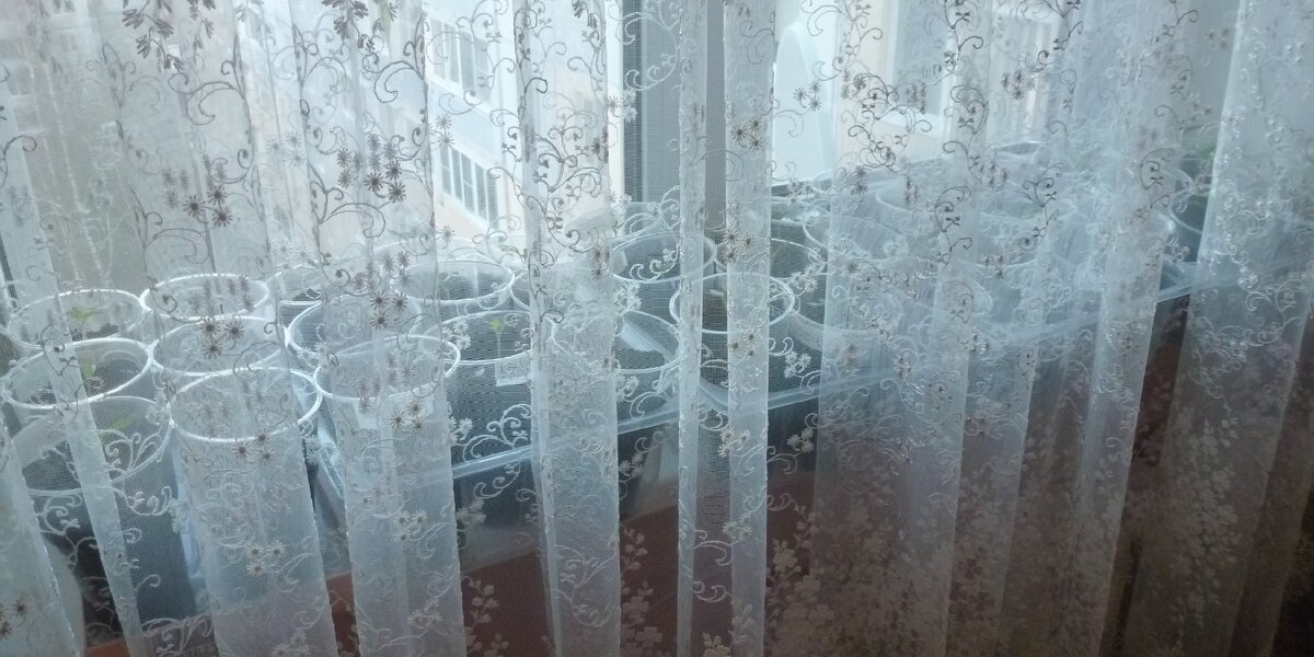 Притаились.....)