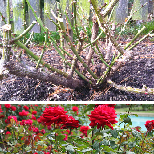 Реабилитация роз после зимовки