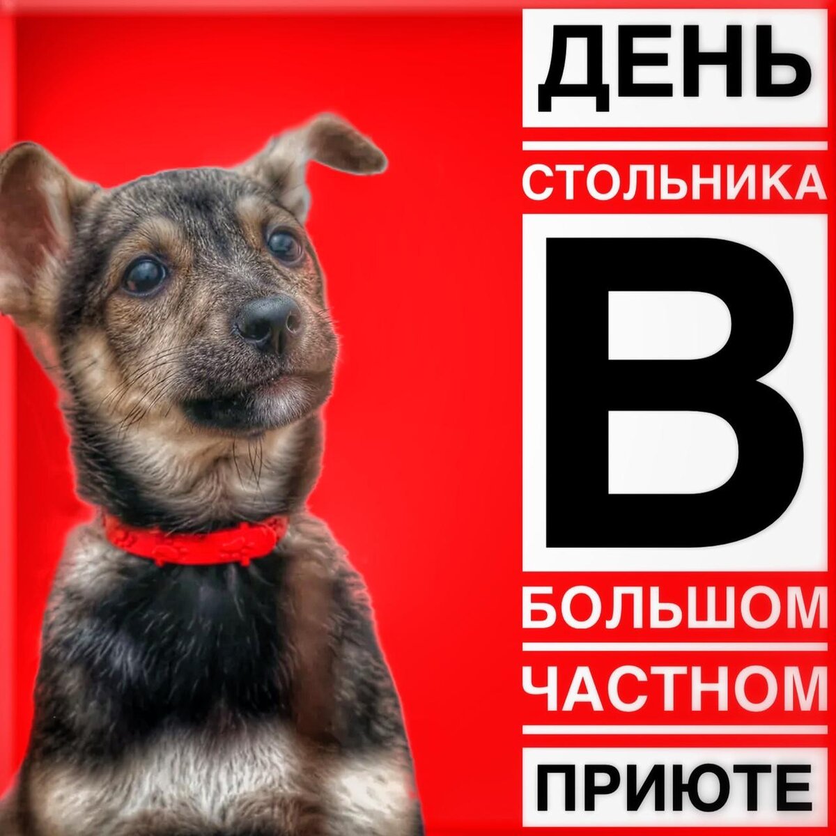 Приют Омские хвостики