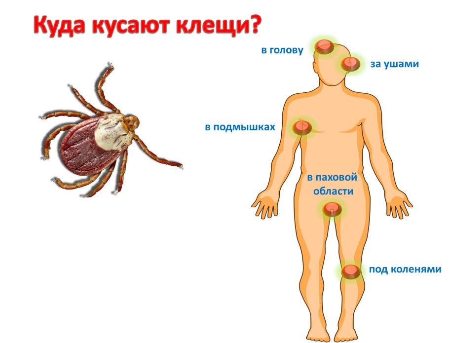 Памятка для защиты себя и близких от клещей во время сезона шашлыков и походов2