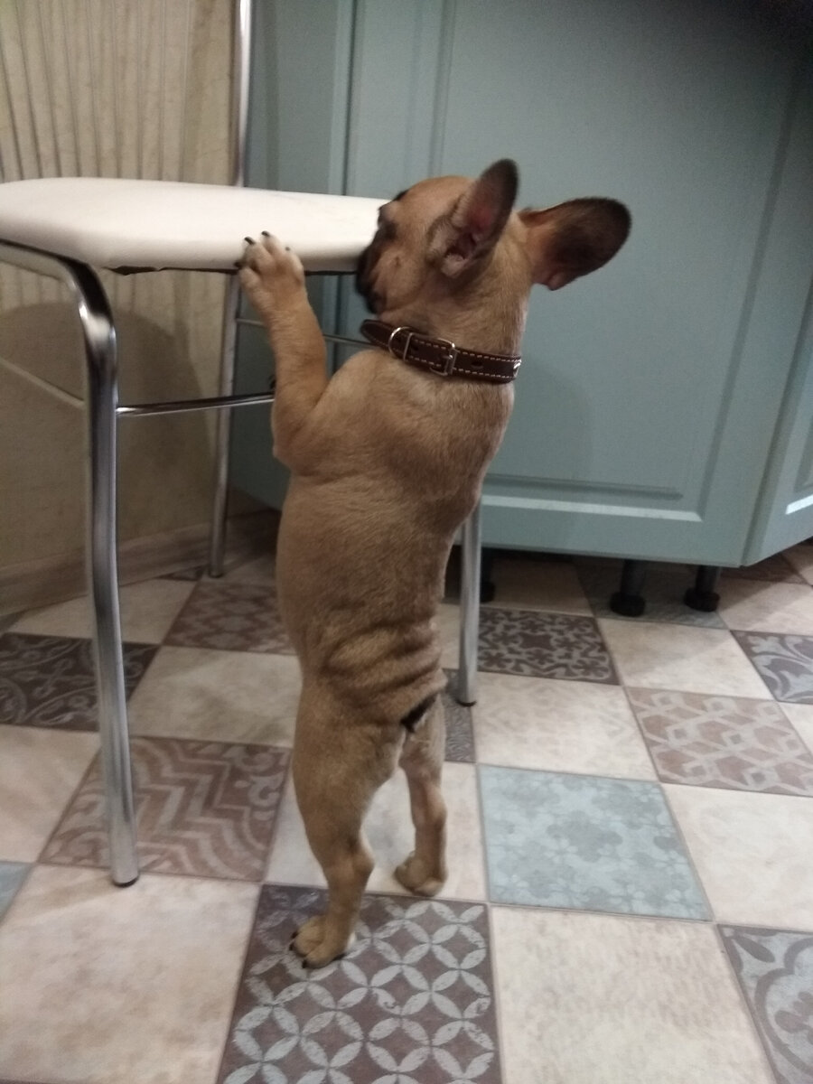 Жужа (фото из личного архива)