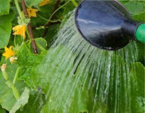 зеленка на даче