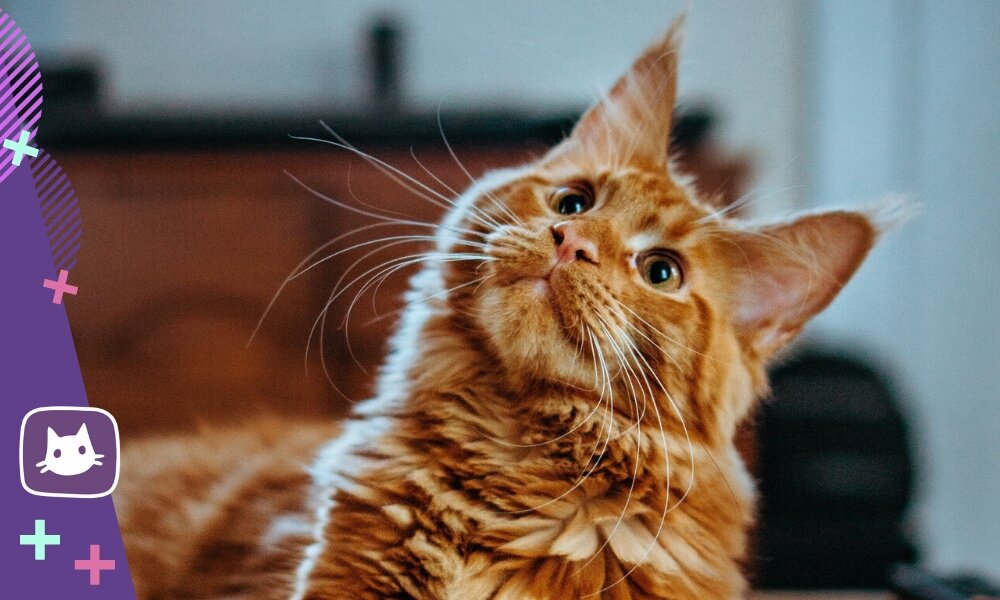 😻Мейн-кун: особенности поведения и характера. Кому подходят кошки этой ...