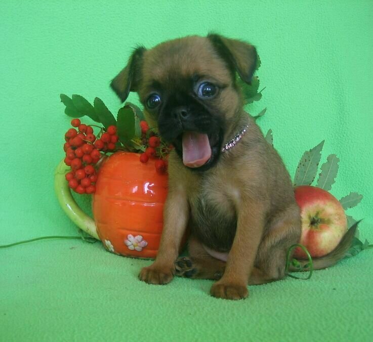 На фото малыш пти брабансона. Я помню ждала от него какого то действия и вот он зевнул. Щелчок фотоапарата , на мгновенье он так и застыл с открытым от удивленья ртом. Ага, попался !
