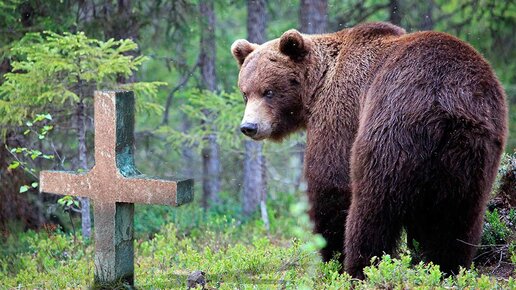 Редкий случай, медведь каждый день приходил на могилу человека который его вырастил