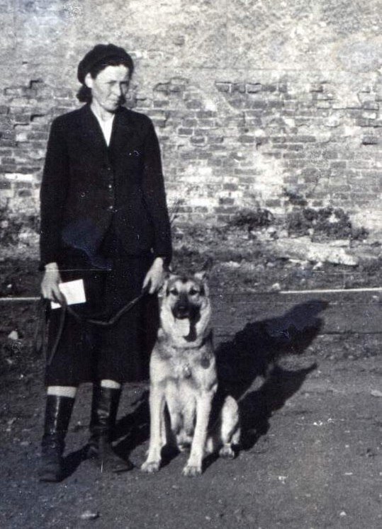 Пёс трезорка ленинград. Собаки санитары в блокадном ленинграде. Блокадная собака. Пёс трезорка ленинград. Немецкая овчарка 1945.