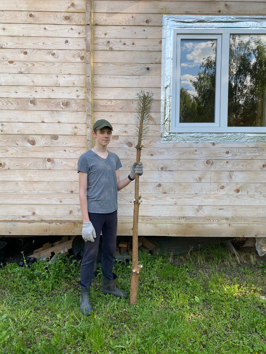 У сына верхушка ели - тоже вполне себе элемент дизайна😆