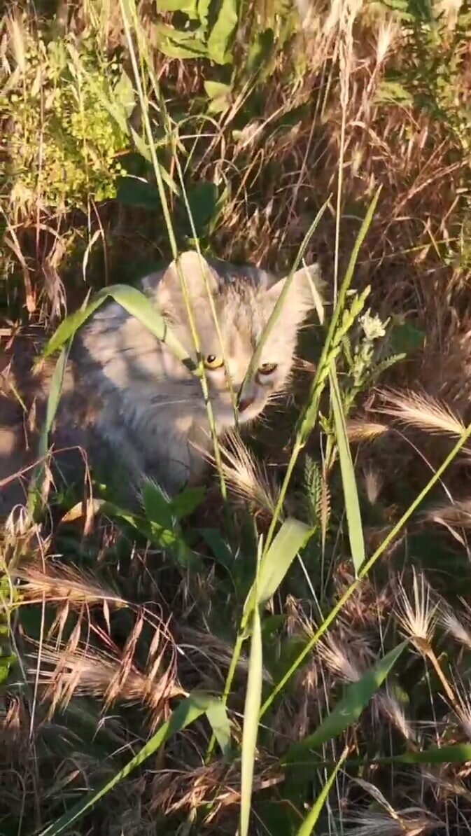 Кошка по имени Кися. Фото автора.