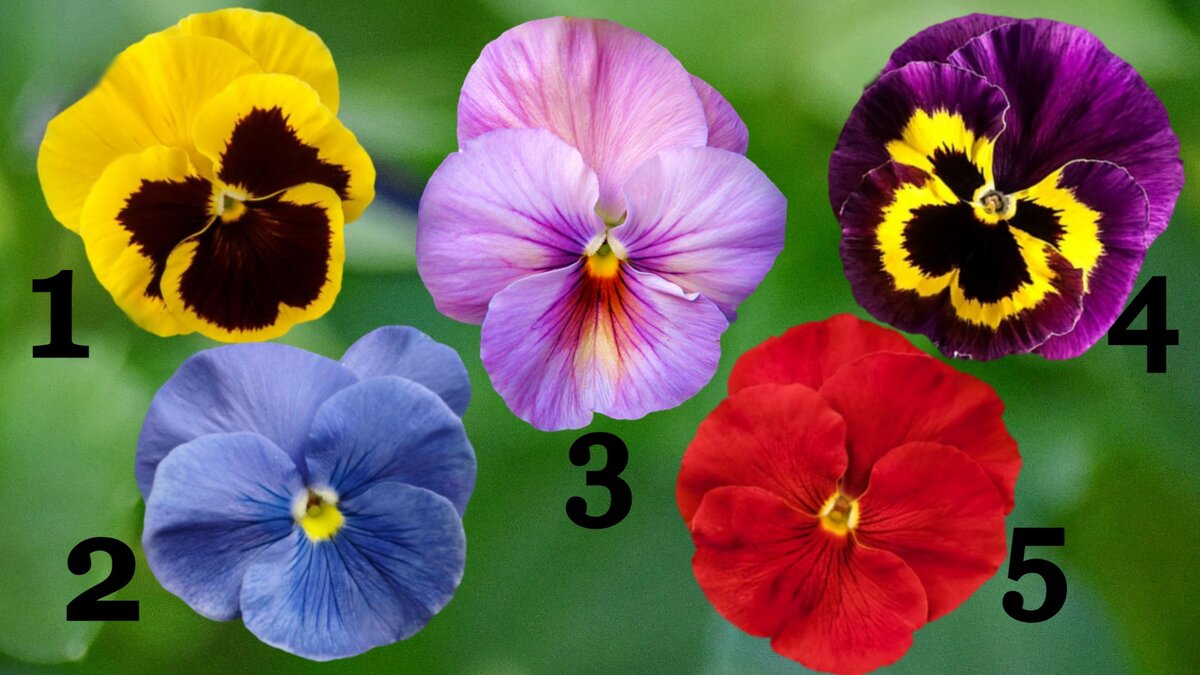 Тест по картинке