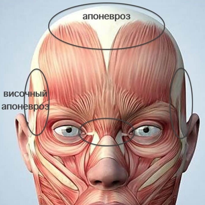 Лобная мышца анатомия