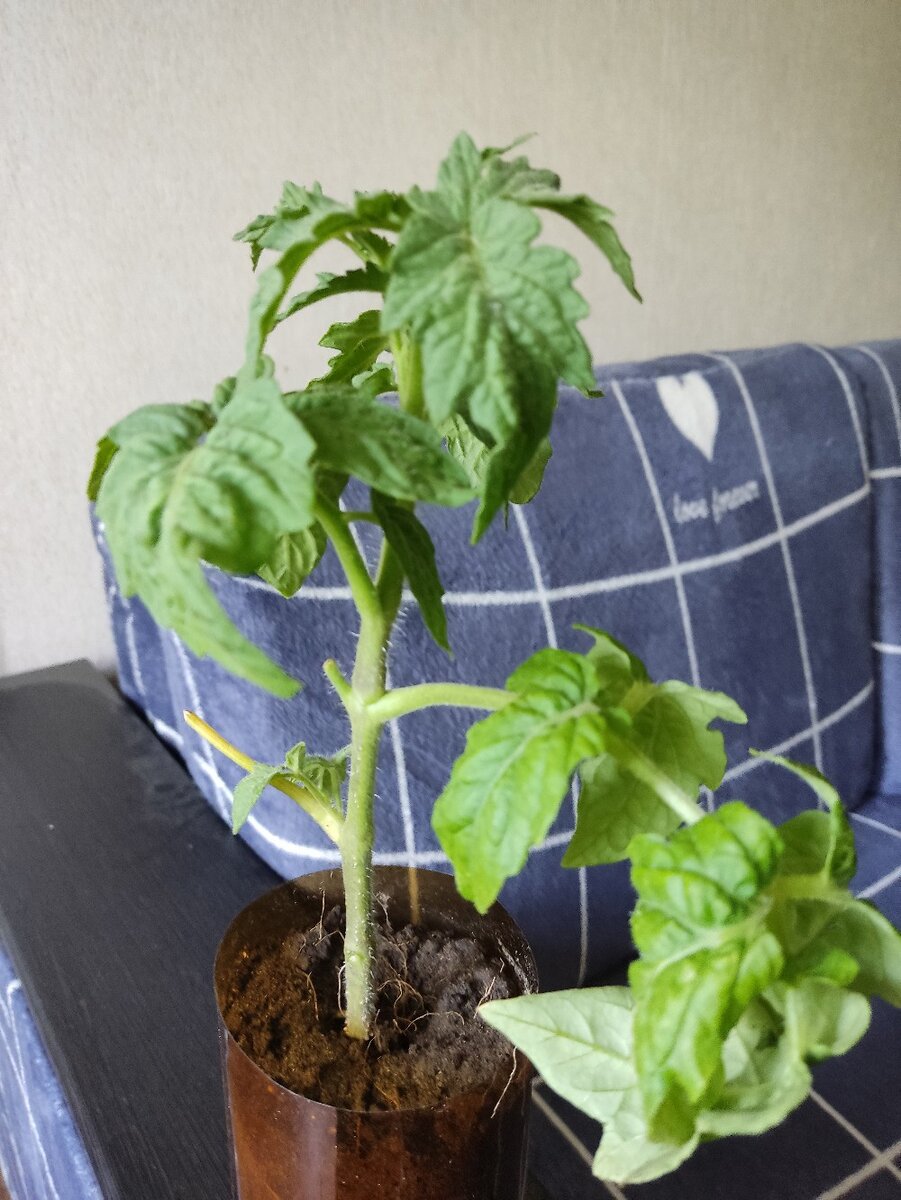 Рассада томата