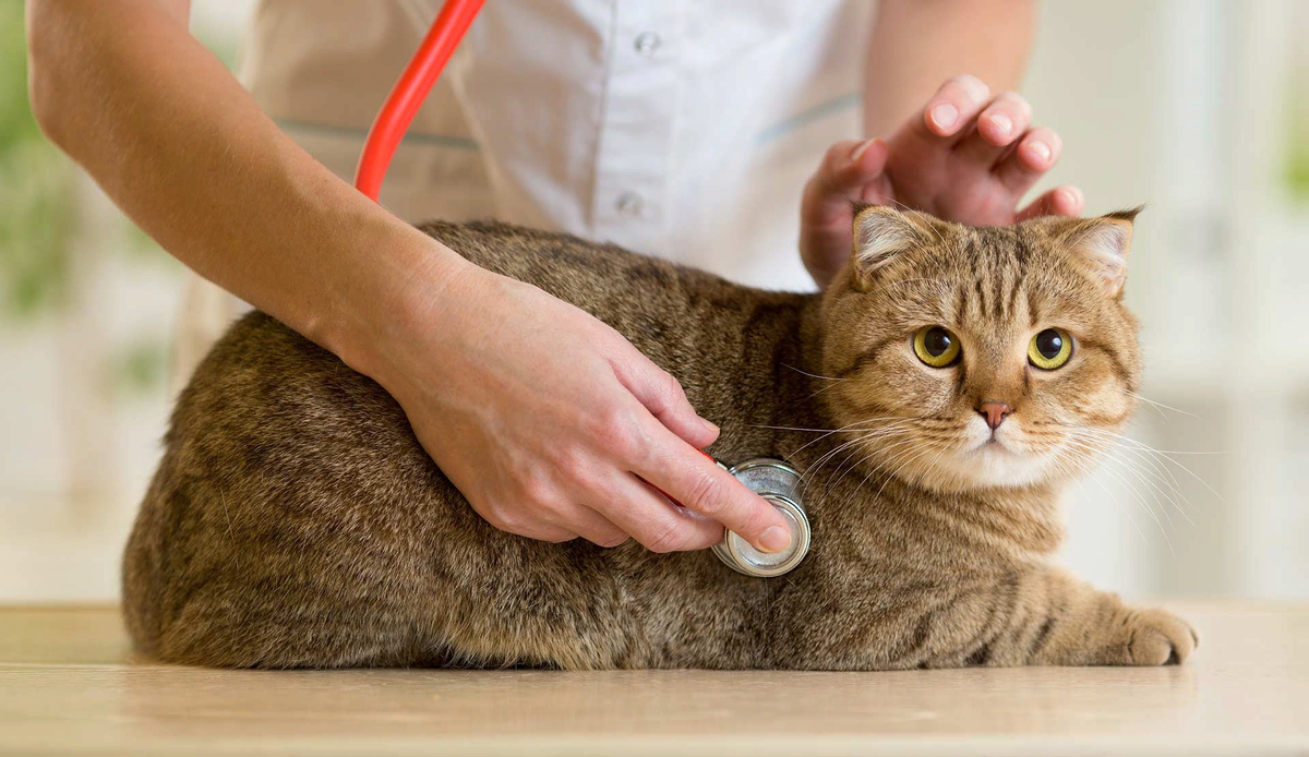 🐱Проблемы с сердцем у кошек: можно ли вовремя определить и предотвратить |  Нос, хвост, лапы | Дзен