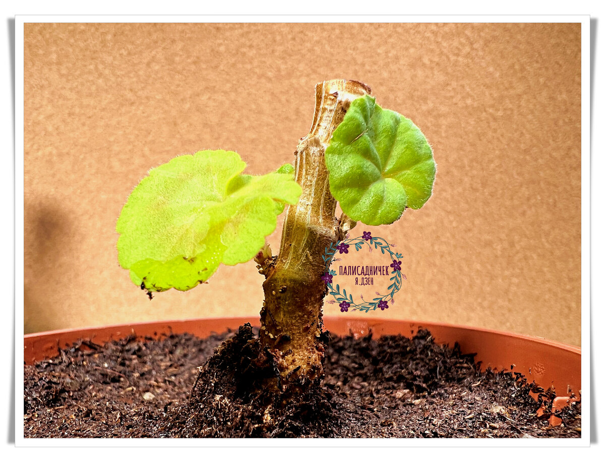 Всё, что осталось от пеларгонии-мамы. Листайте, пожалуйста. ⏩⏩