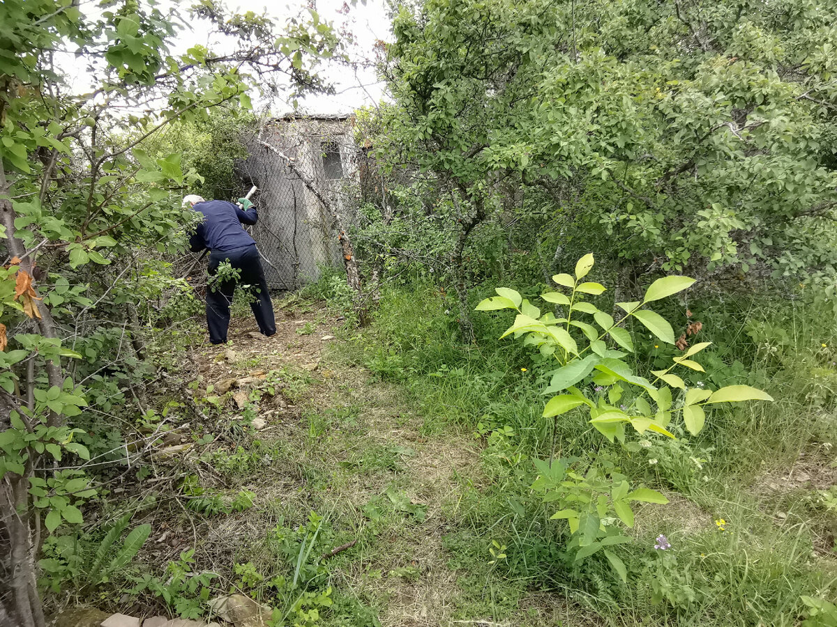 Выкорчевывает.