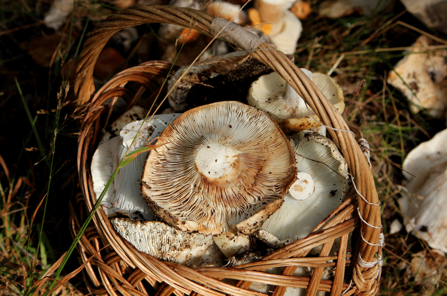 PEPPER MUSHROOM - ГРУЗДЬ. Взято из j-e-n-z-a.livejournal.com