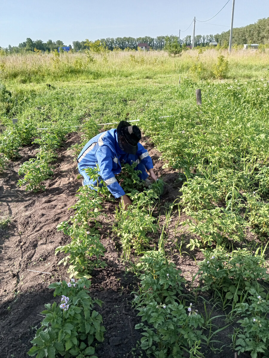 ку-ку, маньяк, отстань от картошки!!