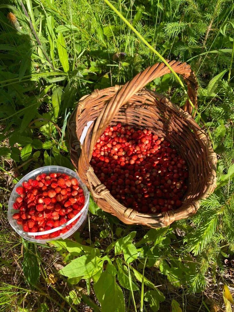 Ивановская клубника. Урожай клубники. Что за ягода. Кузовок с ягодами. Сбор земляники.