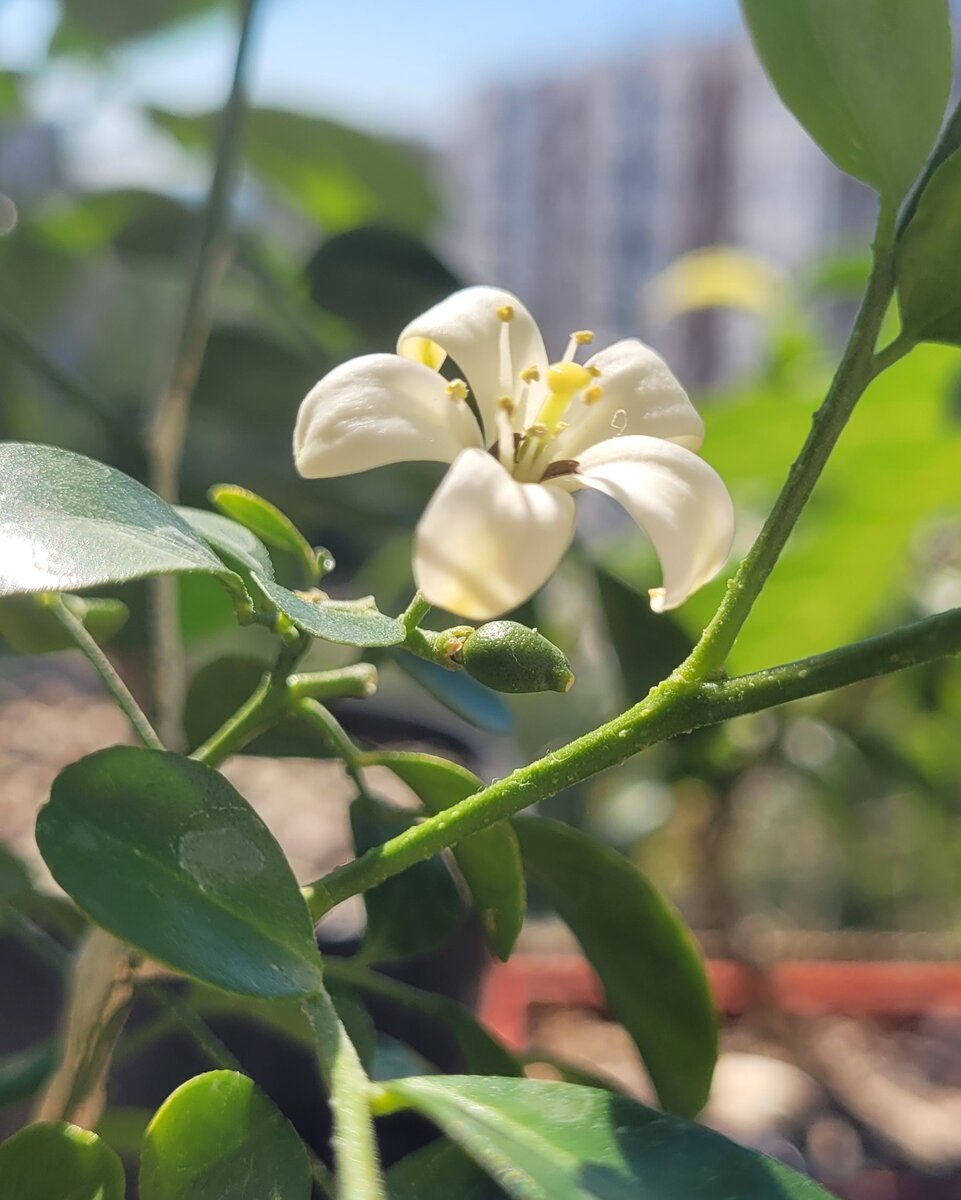 Мурайя (Муррайя) цветёт и пахнет.