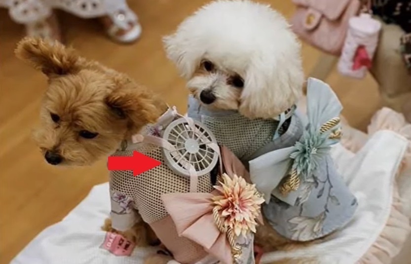    Фото: English News / YouTube