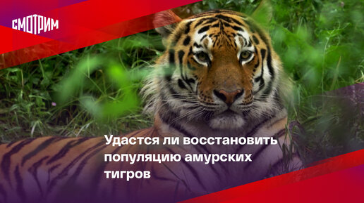 Популяция амурских тигров в мире. Популяция амурских тигров в мире