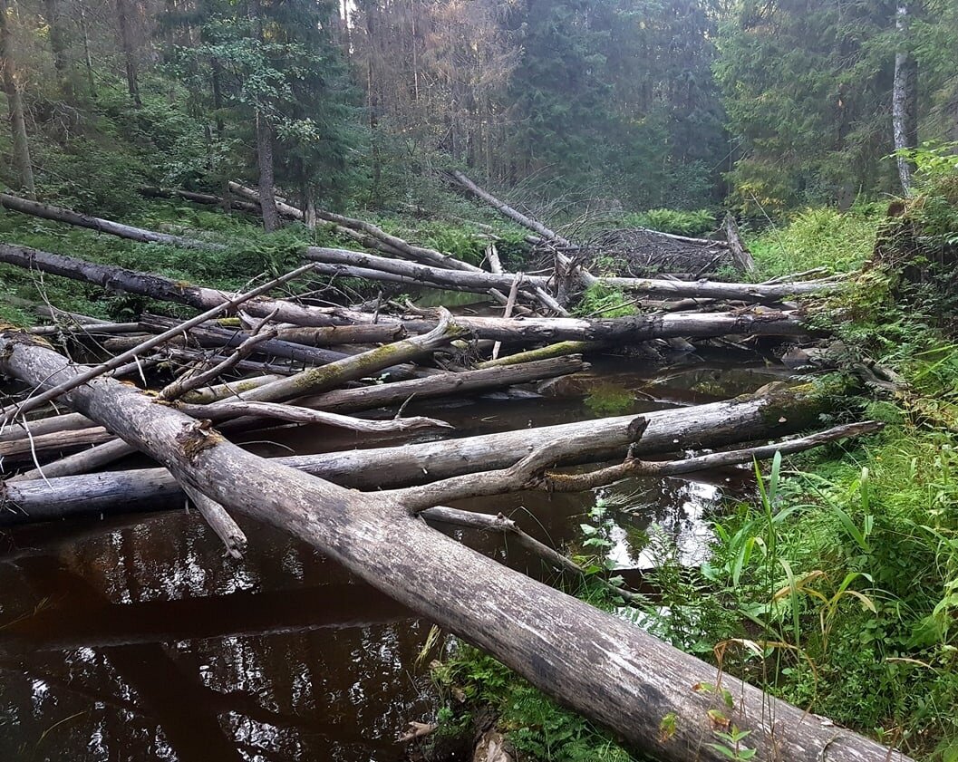 Условия для ловли.


