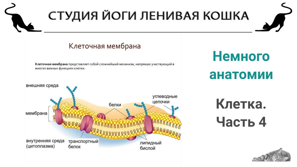 Немного анатомии. Клетка. Часть 4 | Студия йоги Ленивая Кошка | Дзен