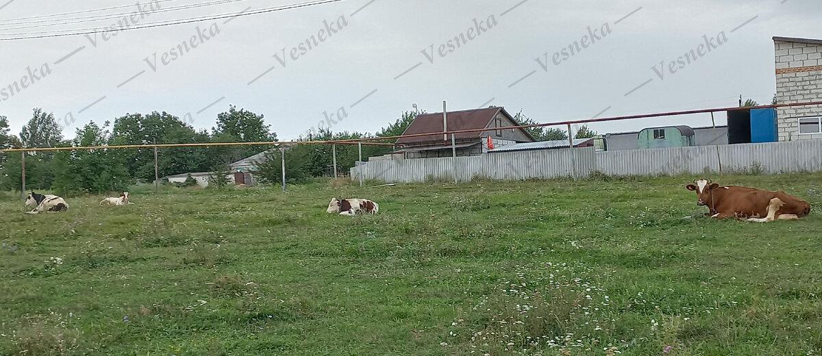 Фото автора. Сегодня коровы пасутся как правило рядом с домами