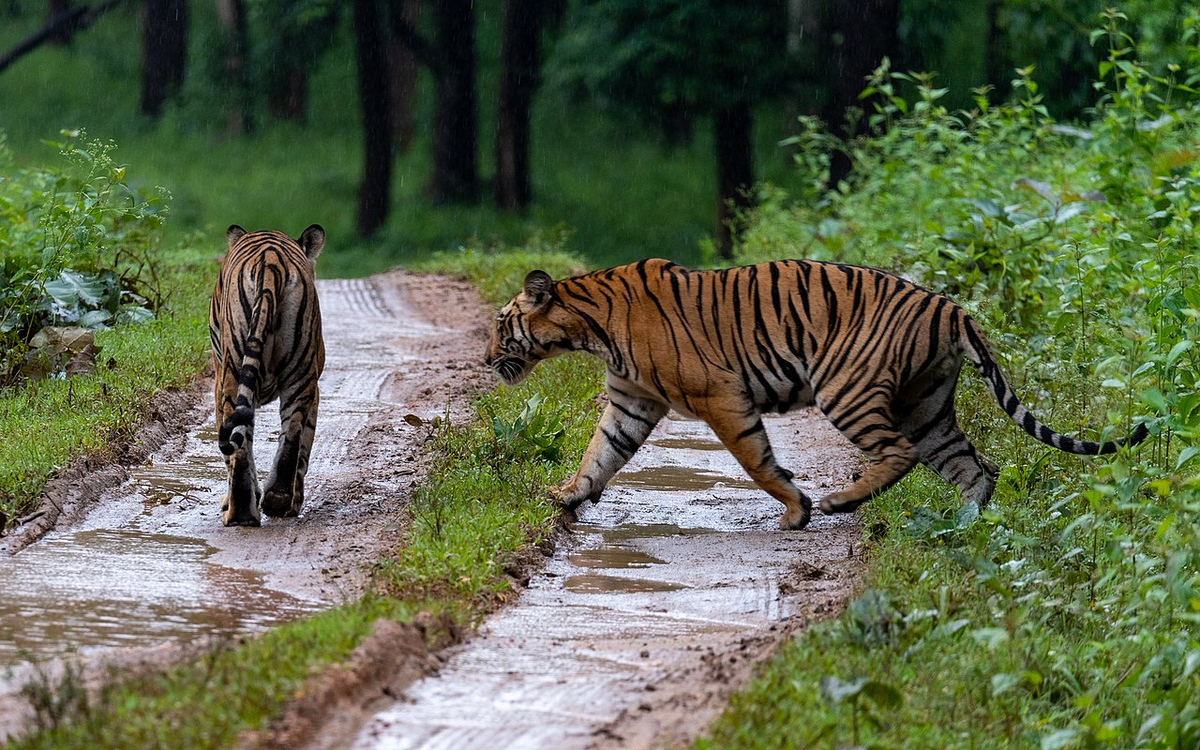 Panthera Tigris sexual reproduction. Panthera Tigris sexual reproduction Organ.
