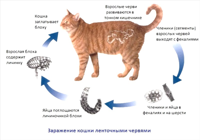 Чем можно заразиться от кошки