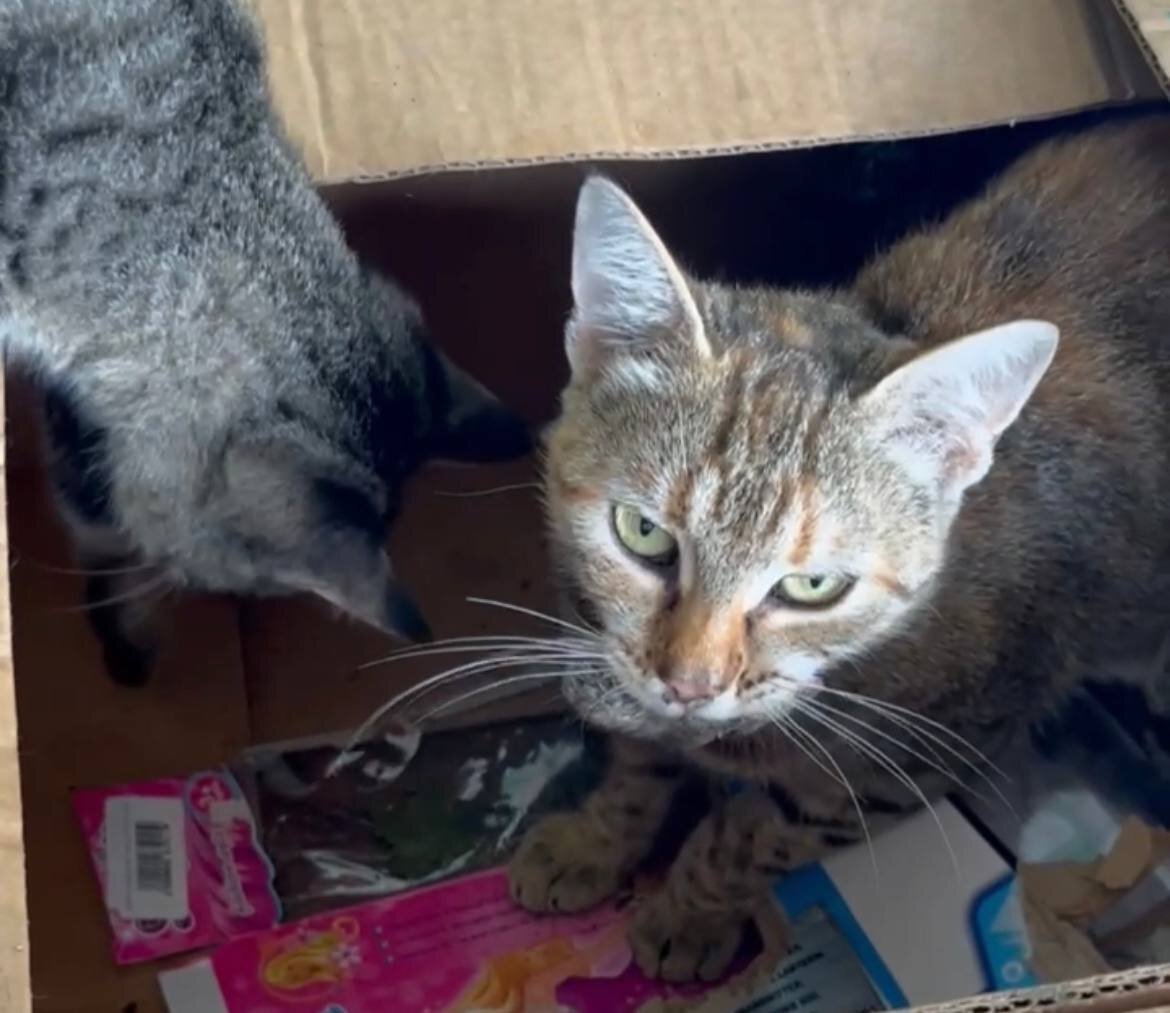 Ослабленные ядом грызуны - лёгкая добыча 