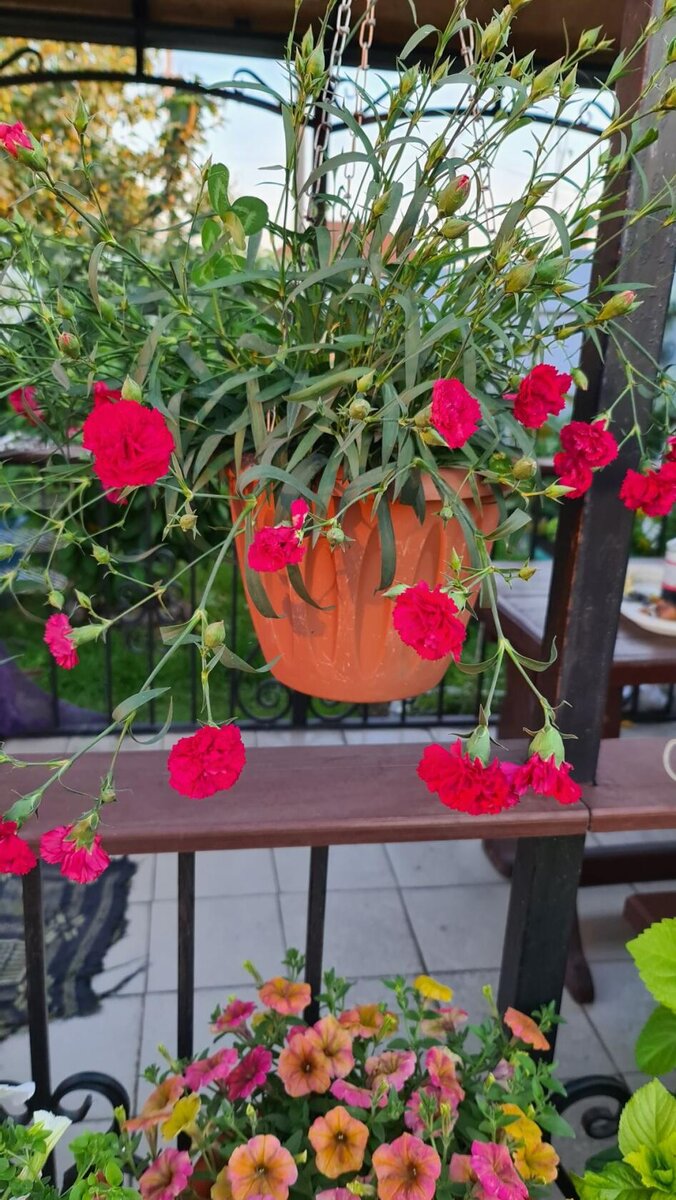 Гвоздика в начале цветения