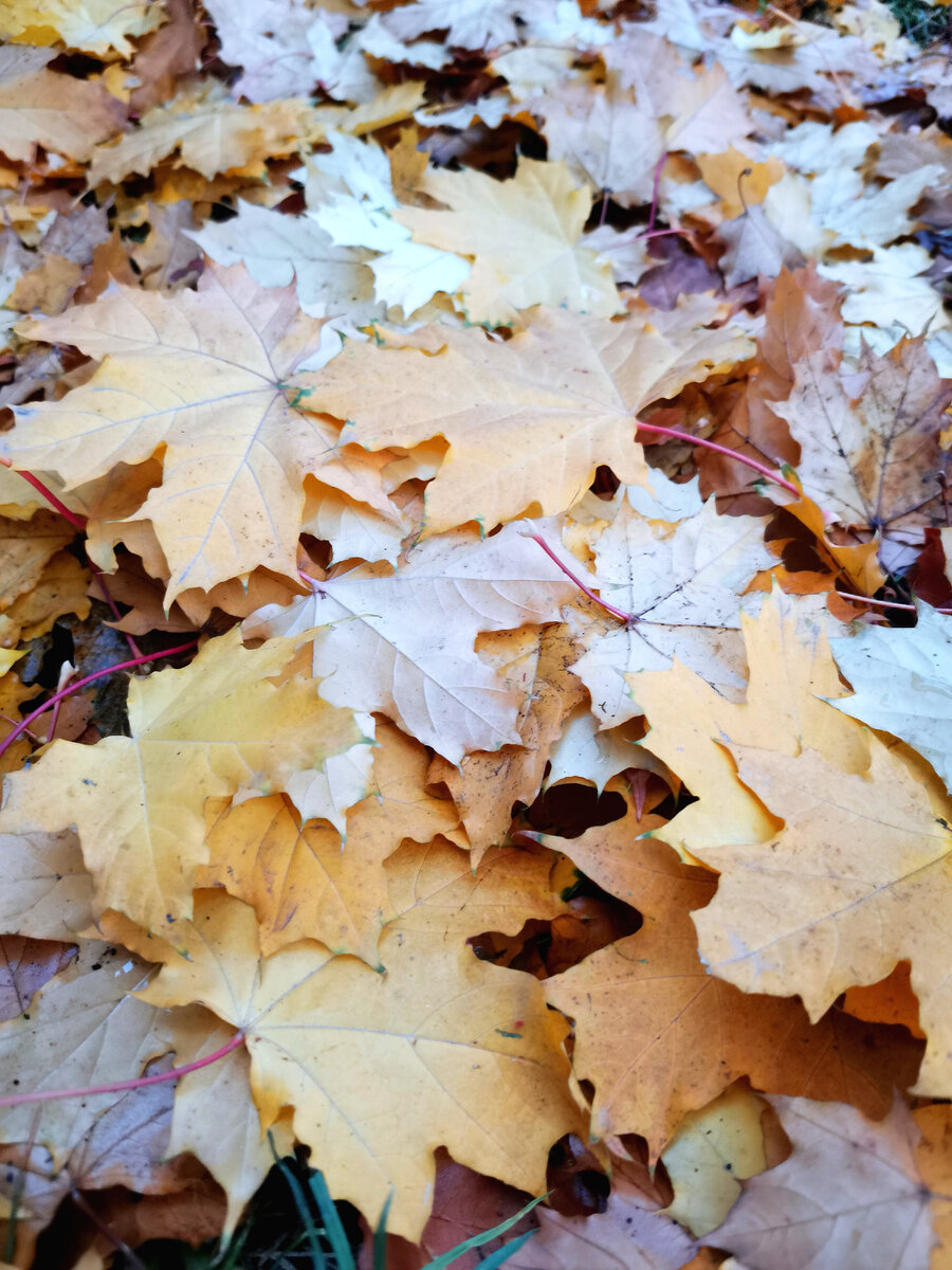 Фото автора канала 