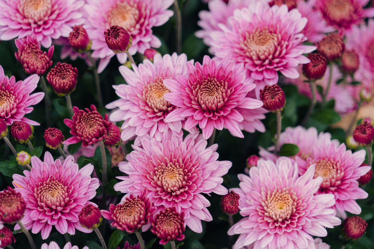 Картинка с бесплатного фотостока https://unsplash.com, автор Jeffrey Hamilton