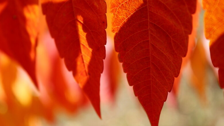 Фото: Photobank Ura Media / 1MI