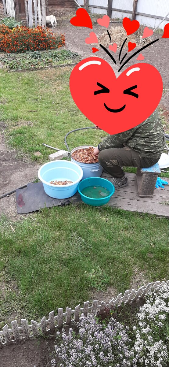 Помывка