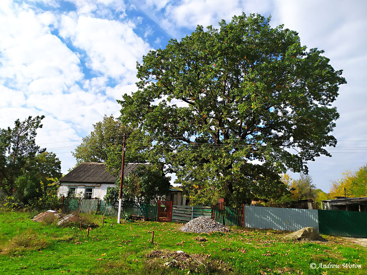 Старый дуб во дворе частного дома в Ленинском лесхозе