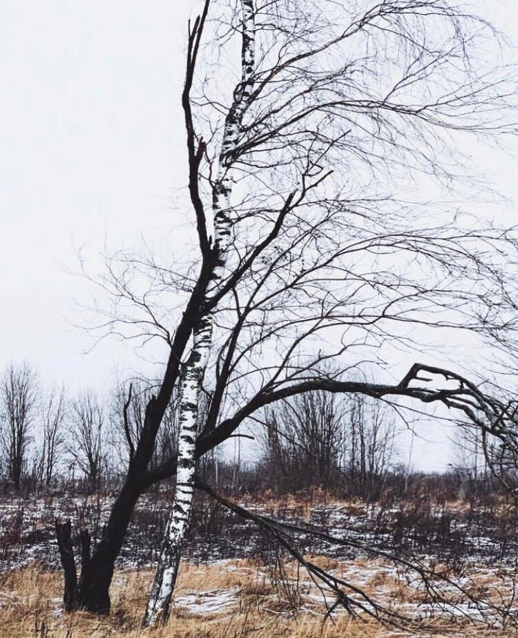 📍 Верхняя Троица. "Засмущались деревья 💕"