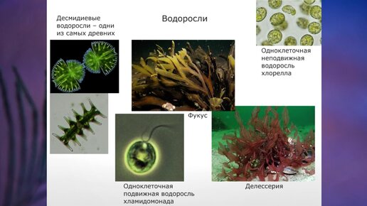 Группа отделов водоросли. Водоросли 7 класс биология. Зелёные водоросли биология 7 класс. Отдел водорослей 01.