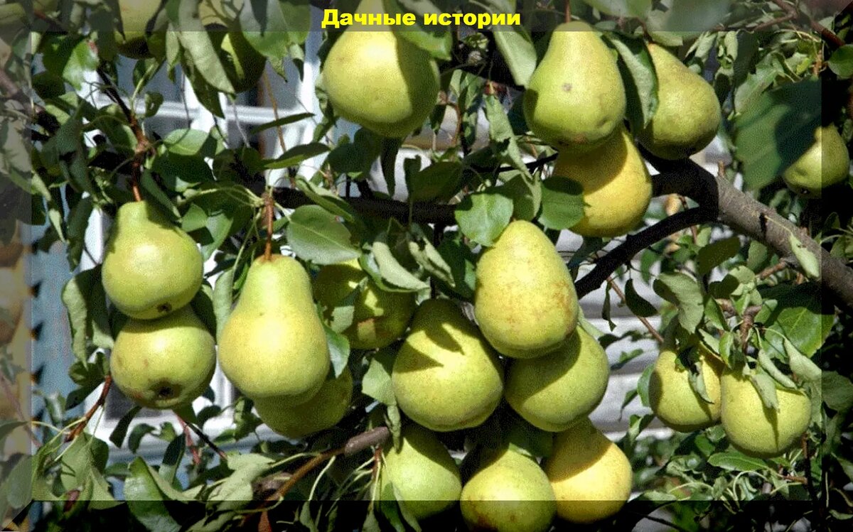 Груша Гвидон