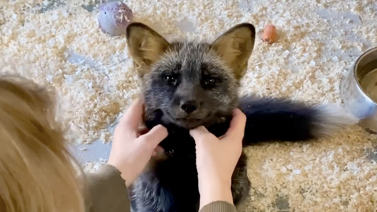    Бурый лисенок Персей родился в Ленинградском зоопарке© Фото : Ленинградский зоопарк/Telegram