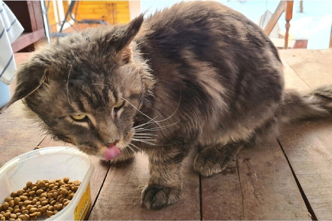 фото: vk.com/tver_helpanimals